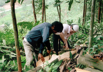 Nông dân xã Đại Sơn khai thác quế.

