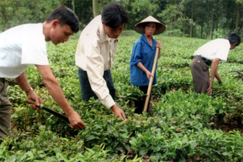 Cán bộ khuyến nông huyện Yên Bình hướng dẫn người dân cách chăm sóc, cải tạo chè giống mới. (Ảnh: Thanh Tân)
