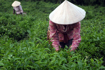 Trong khi giá vật tư nông nghiệp tăng mạnh, người làm chè khó sống với cây chè...