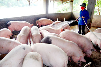 Thường xuyên theo dõi sức khỏe của đàn lợn trong các cơ sở chăn nuôi lợn để sớm phát hiện lợn có dấu hiệu lâm sàng của bệnh tai xanh, cách ly, xử lý kịp thời và gửi mẫu bệnh phẩm đi xét nghiệm.
