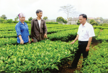 Ông Toản đang phân trần về tình trạng chè đã vào vụ mà chưa có búp vì thiếu phân bón.