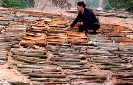 Nông dân thị trấn Mậu A (Văn Yên) phơi quế vỏ.
(Ảnh: Quỳnh Nga)
