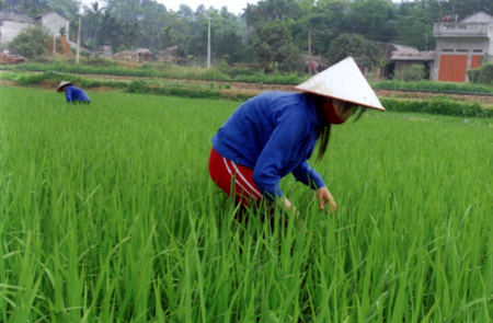 Nông dân xã Báo Đáp (Trấn Yên) chăm sóc lúa chiêm xuân.
