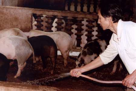 Ông Hòa đang chăm sóc đàn lợn.

