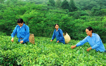 Nông dân xã Thịnh Hưng (Yên Bình) thu hái chè. 
