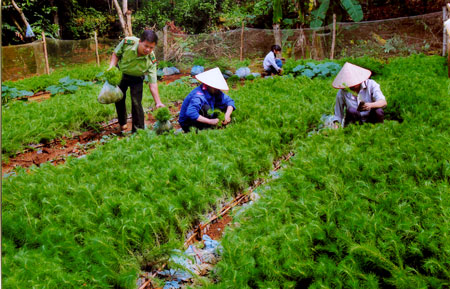 Cán bộ kiểm lâm huyện Văn Chấn hướng dẫn bà con nông dân cách bảo quản cây giống. Ảnh: Thanh Miền
