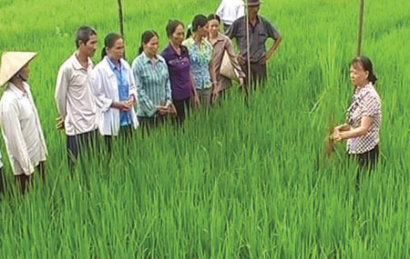 Cán bộ Trạm Bảo vệ thực vật thành phố Yên Bái hướng dẫn nông dân cách phòng trừ sâu bệnh hại lúa.
