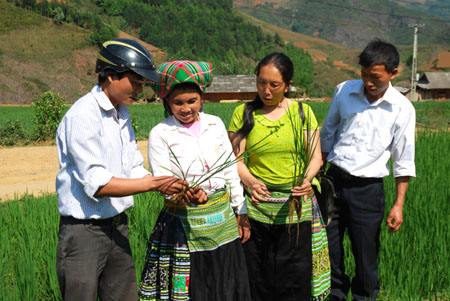 Cán bộ khuyến nông xã Xà Hồ cùng các hộ dân tham gia mô hình khảo nghiệm giống lúa  ĐS1 kiểm tra sự sinh trưởng, phát triển của cây lúa.
