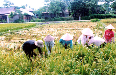 Nông dân xã Sơn A, huyện Văn Chấn thu hoạch lúa xuân sớm năng suất đạt trên 60 tạ/ha.