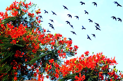 Hãy cùng nhau đến tham gia lễ hội hoa phượng đỏ tại thành phố Hà Nội! Tận hưởng khung cảnh đầy màu sắc của hàng nghìn bông hoa phượng đỏ rực rỡ trong không khí rộn ràng của lễ hội. Bạn sẽ có được những trải nghiệm thú vị và kỷ niệm đáng nhớ!