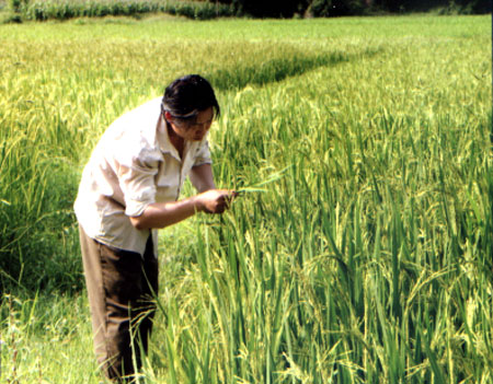 Nông dân xã Tô Mậu tích cực thăm đồng phòng trừ sâu bệnh cho lúa đông xuân.
