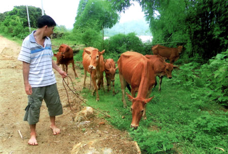 Mô hình nuôi bò của nông dân xã Châu Quế Thượng (Văn Yên).
