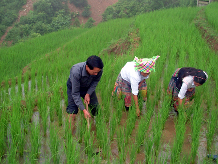 Hỗ trợ 100% giống lúa trong năm đầu để sản xuất trên diện tích đất trồng lúa mới khai hoang.
