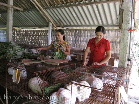 Mô hình nuôi thỏ từ nguồn vốn vay Ngân hàng Chính sách Xã hội cho hiệu quả kinh tế cao của hội viên phụ nữ phường Yên Thịnh.
