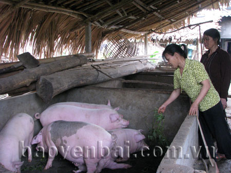 Được hỗ trợ vốn vay, nhiều hội viên phụ nữ đầu tư chăn nuôi lợn, tăng thu nhập cho gia đình.