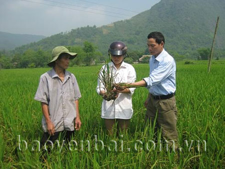 Cán bộ khuyến nông viên xã Minh Xuân hướng dẫn nông dân cách phát hiện, phòng trừ sâu bệnh hại lúa xuân.