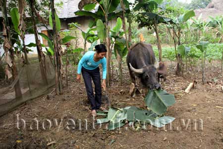 Nhờ đồng vốn vay, nhiều hộ gia đình đầu tư chăn nuôi và đã thoát nghèo.
