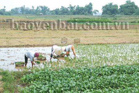 Nông dân xã Tuy lộc (thành phố Yên Bái) sản xuất rau xanh nhưng phần lớn là tự phát, chưa sản xuất rau an toàn.