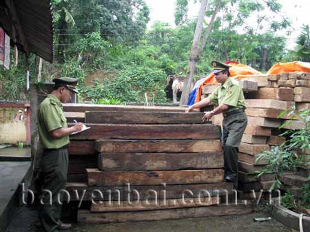 Cán bộ Đội kiểm lâm cơ động kiểm kê gỗ tịch thu.