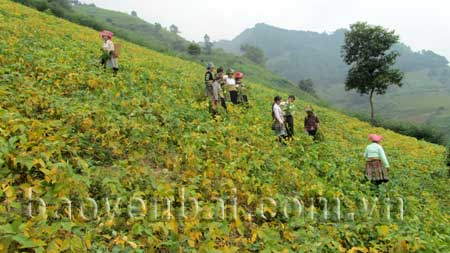 Nông dân xã Trạm Tấu (Trạm Tấu) thu hoạch đậu tương.