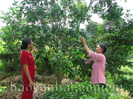 Chuyển đổi vườn tạp sang trồng cây ăn quả đã nâng cao thu nhập cho phụ nữ.
