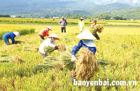 Có diện tích thâm canh lớn trên cánh đồng Mường Lò, toàn huyện Văn Chấn đã đến nay thu hoạch xong trên 1.400ha, đạt gần 40% trong tổng diện tích 3.950 ha gieo cấy lúa vụ xuân