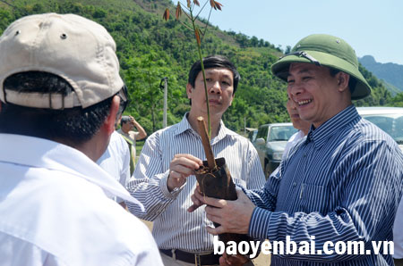 Chủ tịch UBND tỉnh Phạm Duy Cường (bên phải) kiểm tra giống cây cao su tại xã Sơn Lương (Văn Chấn).