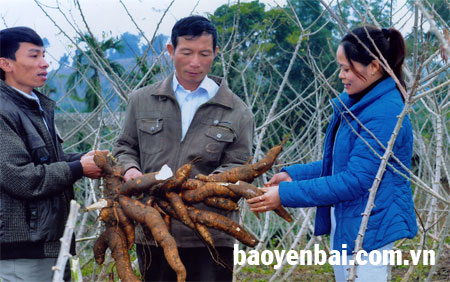 Cán bộ Trạm Khuyến nông Văn Yên trao đổi với nông dân xã Đông Cuông về quá trình sinh trưởng và phát triển của sắn.
