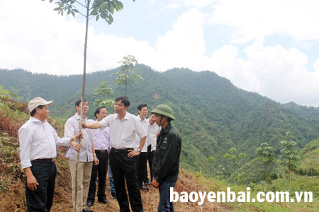 Phó trưởng Ban Kinh tế Trung ương Nguyễn Xuân Cường (đứng thứ 2 bên phải) kiểm tra sự sinh trưởng và phát triển của cây cao su tại huyện Văn Chấn.