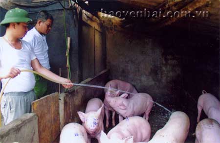Mô hình chăn nuôi lợn thương phẩm của hội viên Hà Ngọc Cương, thôn Nam Hồng.
