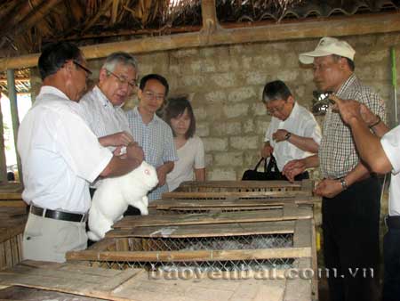 Ban lãnh đạo Công ty Dược phẩm Nhật Bản thăm trại thỏ nguyên liệu trên địa bàn tỉnh.