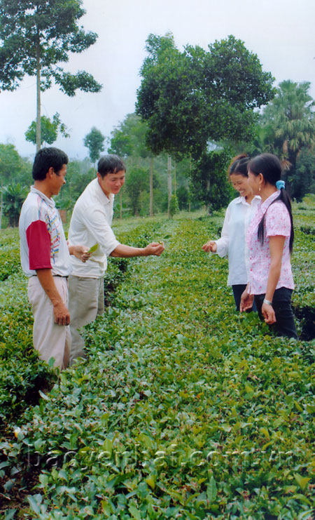 Nhờ nguồn vốn vay ưu đãi, nhiều hộ nông dân đã đầu tư chuyển đổi cơ cấu cây trồng, vật nuôi, vươn lên thoát nghèo.