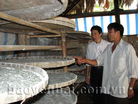 Trồng dâu nuôi tằm đang được phát triển theo hướng sản xuất hàng hóa ở xã Tân Đồng.

