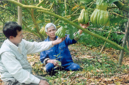 Ông Đỗ Đình Sắc (bên trái) phổ biến kinh nghiệm trồng, chăm sóc phật thủ cho người dân cùng thôn.