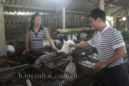 Người dân mua thỏ giống tại gia đình anh Phạm Đức Toàn ở tổ 30, phường Yên Thịnh (thành phố Yên Bái).