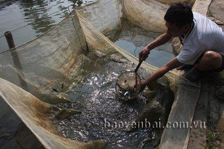 Cán bộ Trại giống thủy sản Nghĩa Lộ kiểm tra cá giống chuẩn bị thả bổ sung nguồn lợi thủy sản cho các hồ chứa.
