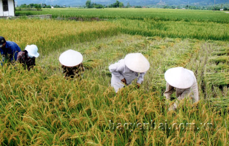 Nông dân Mường Lò huyện Văn Chấn thu hoạch lúa xuân 2014, năng suất ước đạt 60 tạ/ha.
