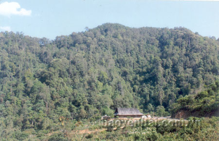 Rừng tự nhiên ở xã Làng Nhì (Trạm Tấu) được bảo vệ tốt.
(Ảnh: Quang Thiều)