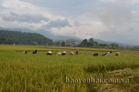 Nông dân Văn Chấn thu hoạch lúa đông xuân.