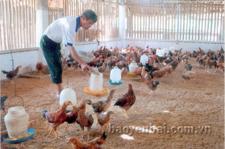 Mô hình chăn nuôi gà thịt của nông dân xã Tuy Lộc.