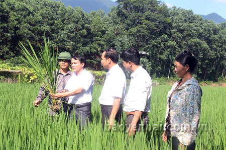 Cán bộ Phòng Nông nghiệp và Phát triển nông thôn huyện Yên Bình kiểm tra quá trình sinh trưởng của lúa tại xã Bạch Hà.
