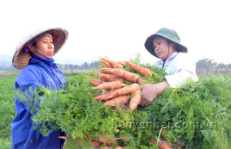 Nông dân xã Phù Nham tận dụng đất đai, trồng cà rốt cho năng suất, giá trị kinh tế cao.
