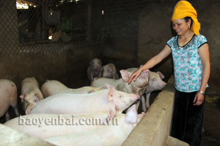 Người dân xã Nghĩa Lợi, thị xã Nghĩa Lộ phát triển chăn nuôi lợn, đem lại hiệu quả kinh tế cao.
(Ảnh: Hồng Duyên)