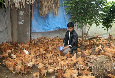 Gia đình anh Ngô Mạnh Hưng nuôi gà thả vườn 500 con/lứa cho thu nhập cao.
