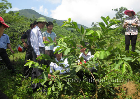 Kiểm tra tiến độ thực hiện Dự án “Xây dựng mô hình trồng ổi xen cam tại huyện Lục Yên, tỉnh Yên Bái”.
(Ảnh: Hoàng Hải Long)