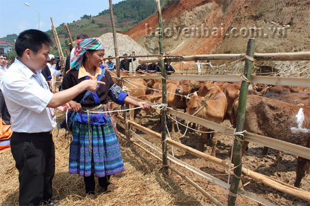 Lãnh đạo Sở Thông tin và Tuyền thông, Viettel Yên Bái trao tặng bò cho các hộ nghèo xã Mồ Dề.