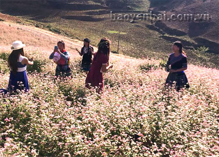 Nhiều bạn trẻ ở khắp mọi nơi đến vườn hoa tam giác mạch ở Lử Thần, huyện Si Ma Cai, tỉnh Lào Cai tham quan và chụp ảnh làm kỷ niệm.