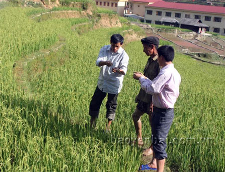 Cán bộ Trạm Bảo vệ thực vật huyện hướng dẫn người dân phát hiện và phòng trừ sâu bệnh hại lúa.