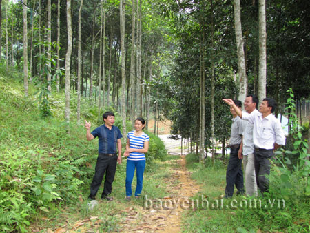 Gia đình hội viên Hoàn Đình Lâm (bên trái) trồng trên 20ha rừng, đem lại hiệu quả kinh tế cao.
