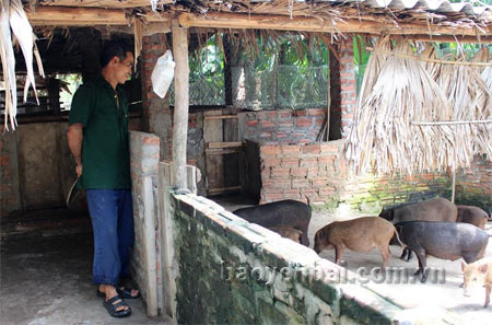 Đàn lợn rừng của gia đình ông Trần Ngọc Mão ở thôn 3, xã Văn Phú, thành phố Yên Bái.
